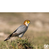 گونه شاهین سرحنایی Red-necked Falcon